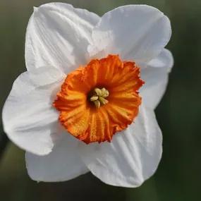 Narcissus 'June Allyson' Flower