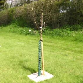 Newly Planted Katy Apple Tree - Half Standard Size