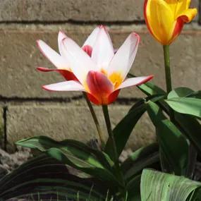 Kaufmanniana tulips Heart's Delight