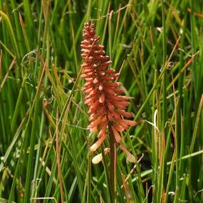 Kniphofia Orange Vanilla Popsicle Flower