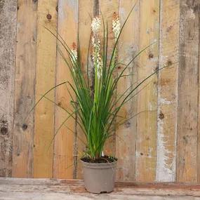 Potted 2 Litre Kniphofia Orange Vanilla Popsicle