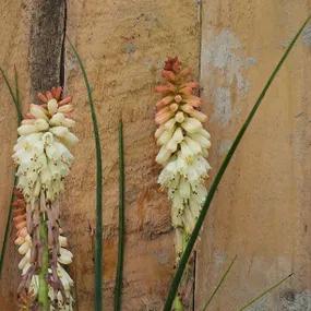 Kniphofia Orange Vanilla Popsicle