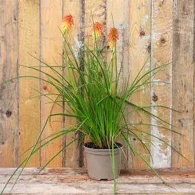 2 Litre Potted Kniphofia Papaya Popsicle