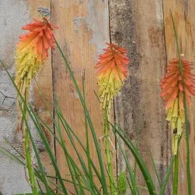 Kniphofia Papaya Popsicle