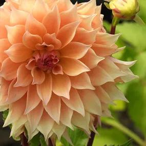 Labyrinth Dahlia Flower Head