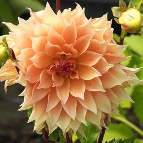 Labyrinth Dahlia Flower