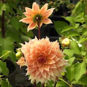 Labyrinth Dahlia Flower