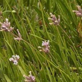 Loddon pink lavender flowers