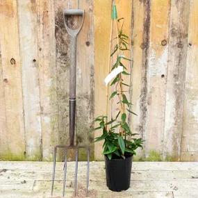 Henry's Honeysuckle - Potted Climbing Plant