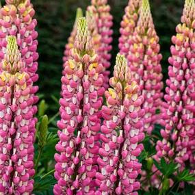 The Chatelaine Lupin Plants (Lupinus polyphyllus The Chatelaine)