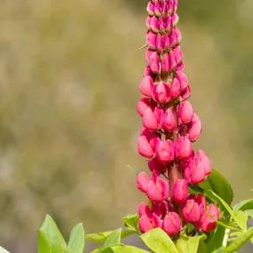 The Page Lupin Plants (Lupinus polyphyllus The Page)