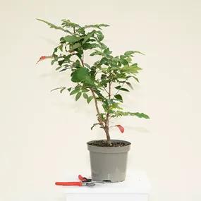Mahonia aquifolium - 3 litre Pots