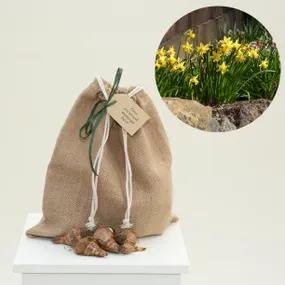 Gift Wrapped, Mixed Rockery Daffodils