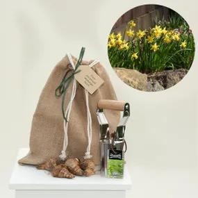 Gift Wrapped, Mixed Rockery Daffodils with Planter