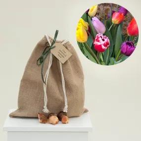 Gift Wrapped, Naturalising Tulip Mix: 5 Varieties