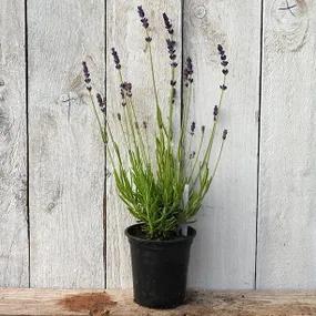 Melissa Lilac Lavender P9 Pot