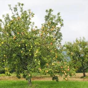 Mixed Orchard Trees