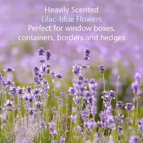 Heavily Sceneted Lavender Flowers