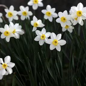 Dwarf Daffodil, Canaliculatus