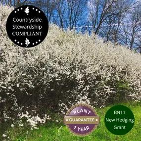 Hedge Mix, Blackthorn (50 Pack)