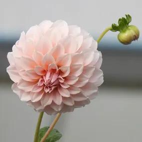 Peaches Dahlia Flower