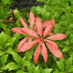 Mountain Fire Pieris japonica Red Leaf