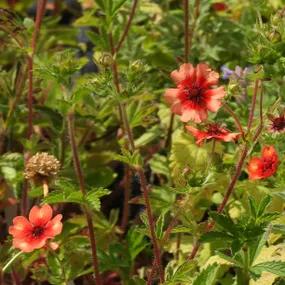 Miss Willmott Potentilla Flowers