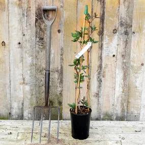 Potted Goldflame Honeysuckle Plant