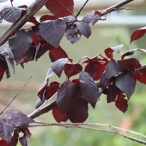 Prunus cerasifera Nigra Leaves