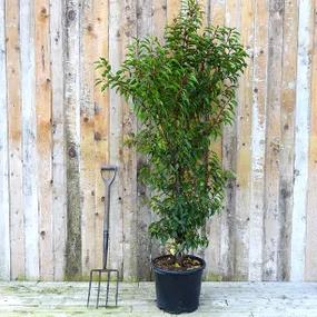 Portugal Laurel - 20 litre potted