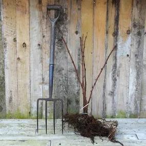 Bareroot Heritage Raspberry Plants