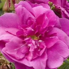 Roseraie De L'Hay - Shrub Rose