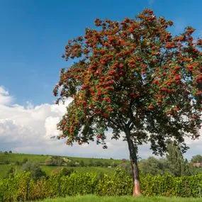 Rowan / Mountain Ash Standard Trees for Sale: Big Sizes | Ashridge