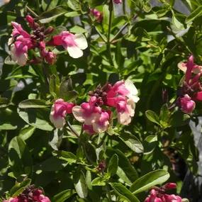 Rose Bicolor Sage Plants