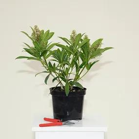 Skimmia Kew Green - 3 litre Pot