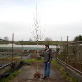 6/8cm Standard Snow Queen Birch Tree