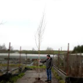 8/10cm Standard Snow Queen Birch Tree