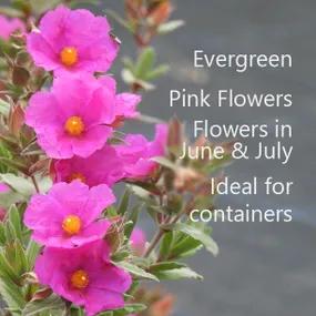 Evergreen Pink Flowered Shrub