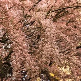 Tamarix tetrandra flowers