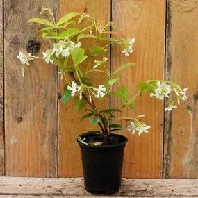 9cm potted Trachelospermum jasminoides
