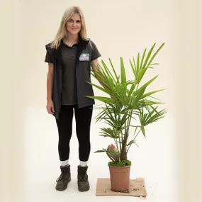 Trachycarpus fortunei (Windmill Palm) - 4 litre Pot