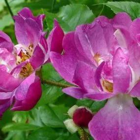 Veilchenblau Rambling Rose