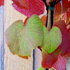 Vitis coignetiae 'Crimson Glory' Leaves
