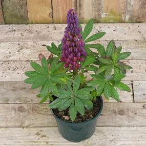 West Country Masterpiece Lupin Flower in 2 litre pot