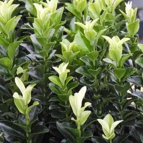 Paloma Blanca Spindle Hedging for Sale, UK Grown | Ashridge