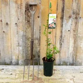 Winter Flowering Clematis - Freckles Clematis Potted Climbing Plant