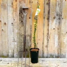 Potted Winter Flowering Jasmine Plants