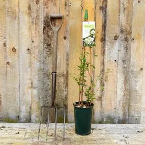 Wisley Cream Potted Climbing Plant