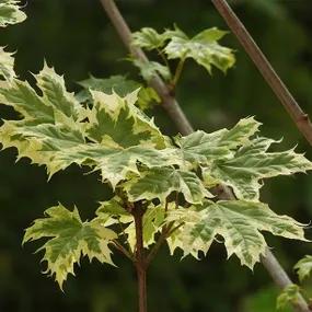 Acer platanoides Drummondii Leaves