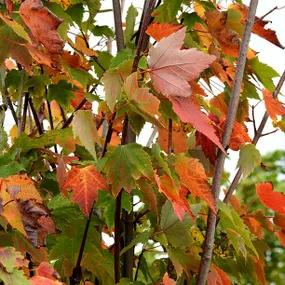 Red Maple Leaves in Autumn